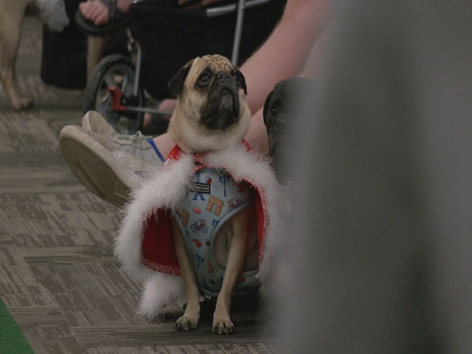 Bluegrass Pugfest 2023 (11).jpeg